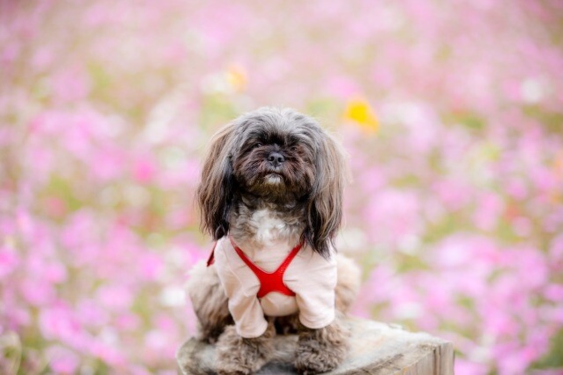 あかすたが撮影した写真のアルバム「ペット撮影」