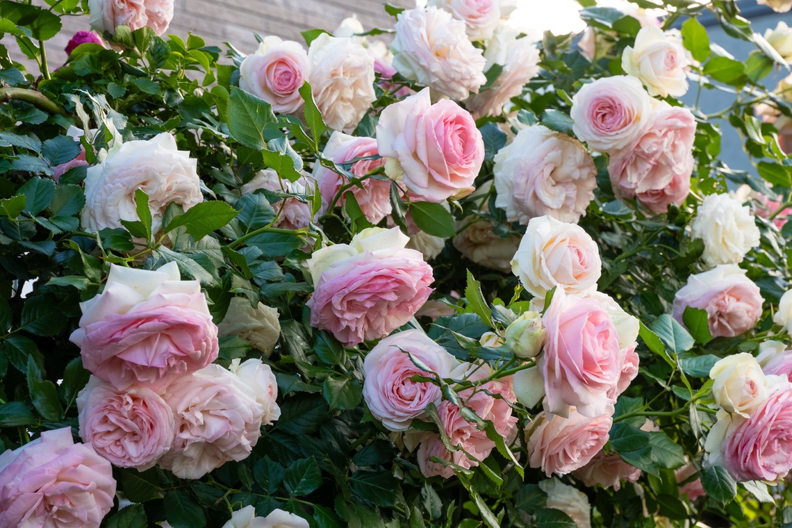 オフィス 芦野が撮影した「番外編（自宅）」の写真