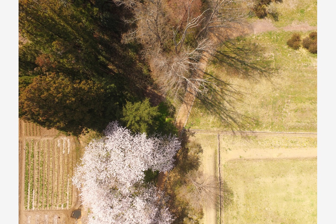 アナハイムエレクトロニクスが撮影した写真のアルバム「桜イベント会場ロケハン」