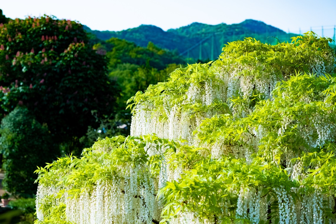 KotobukiPhotosが撮影した「花・植物」の写真