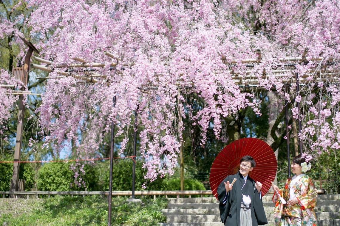 アトリエカーシャが撮影した「京都の桜＆和装ロケ」の写真