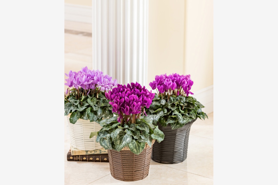 有限会社　澤田スタジオが撮影した写真のアルバム「花、植物」