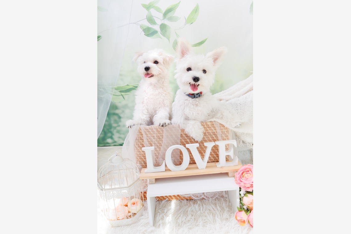 世登理恵が撮影した「ペット」の写真