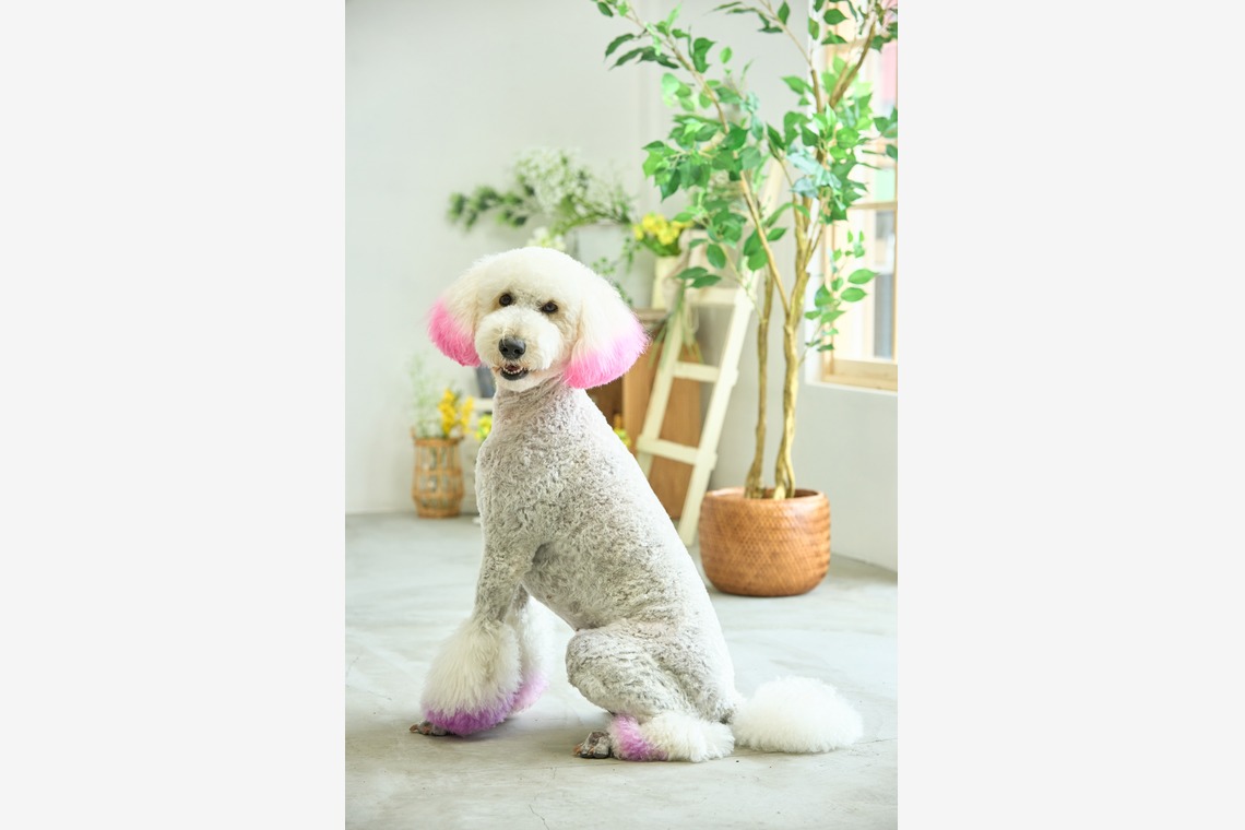 クリエイティブツリーが撮影した写真のアルバム「ペット撮影」