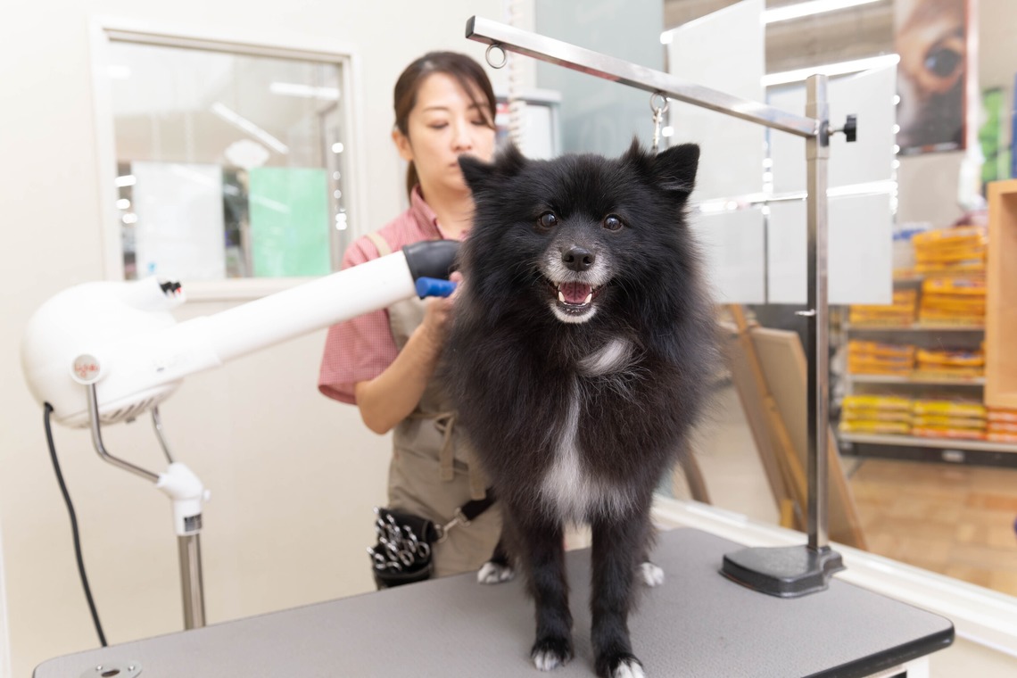 株式会社DAVINCI-Developmentが撮影した写真のアルバム「ペットトリミングサロン　ペットショップ」