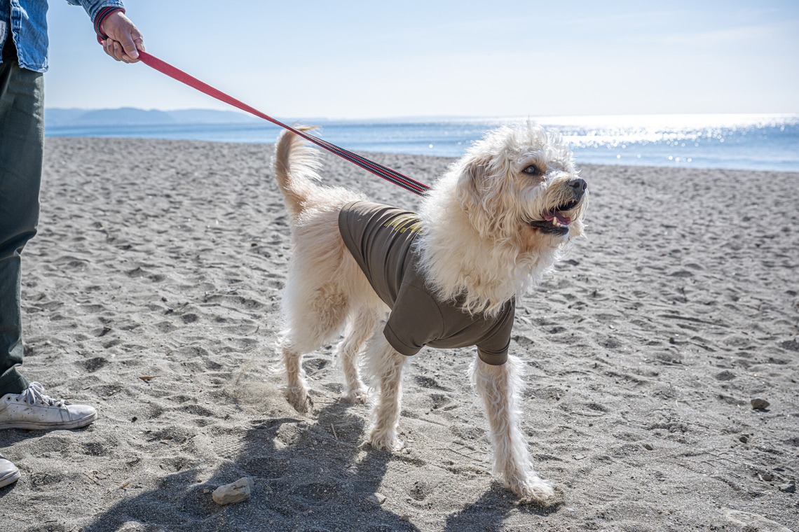 吉田佳央が撮影した「DOG SHOOTING」の写真