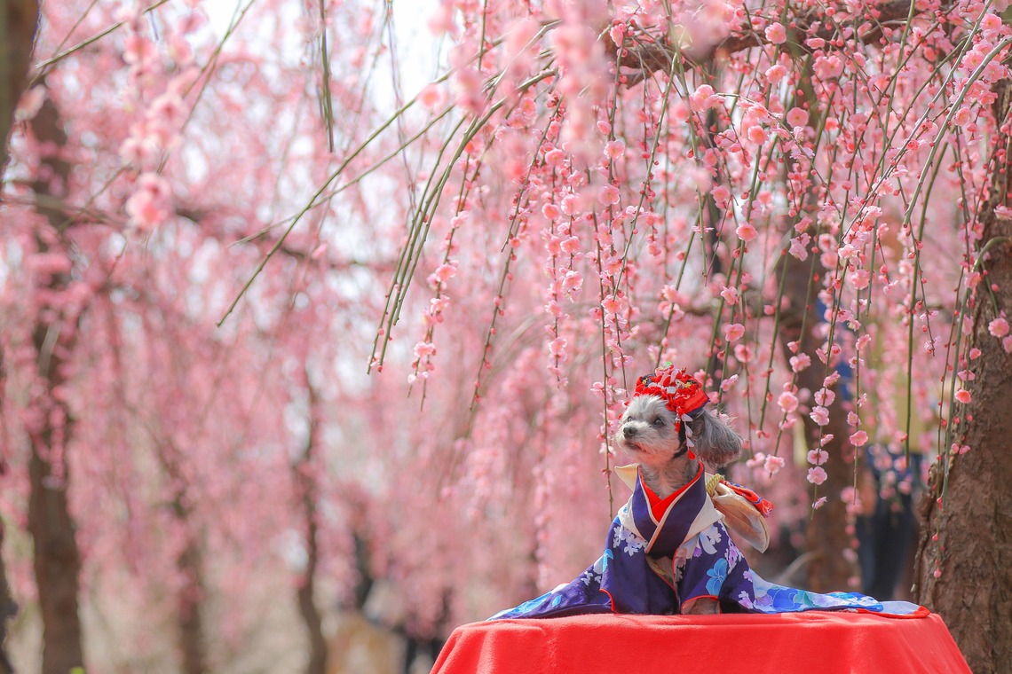 高橋 透（Coo&Sea STUDIO代表）が撮影した写真のアルバム「梅de撮影会＠小田原」