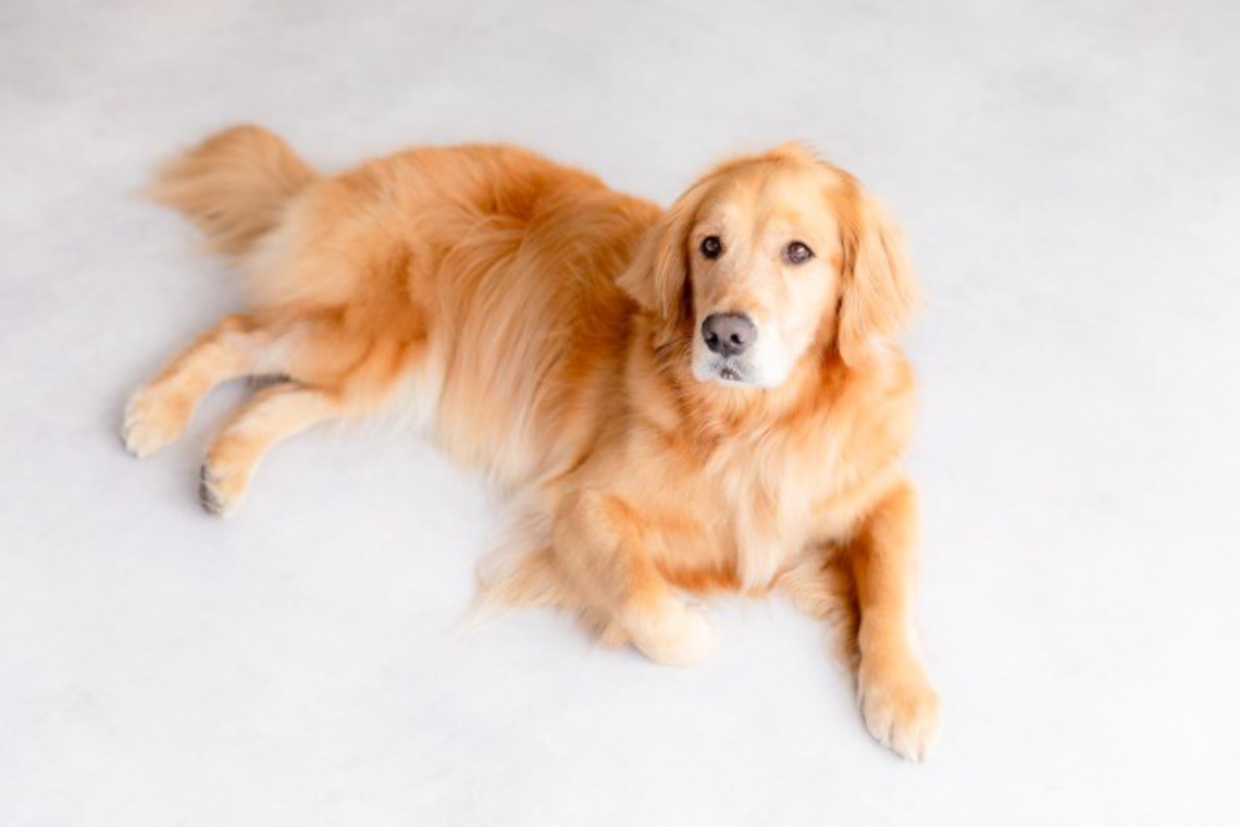 あかすたが撮影した「ペット撮影」の写真