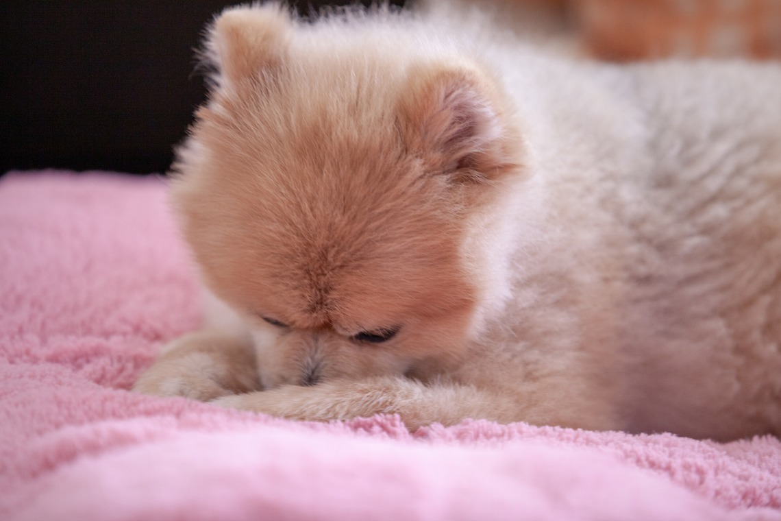 レオン・スナップサービスが出張撮影した家族写真(キッズ,ベビーフォト)などが写った「ポメラニアン」の家族写真