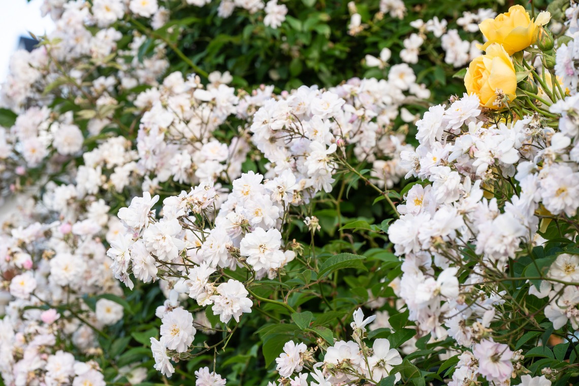 オフィス 芦野が撮影した「番外編（自宅）」の写真