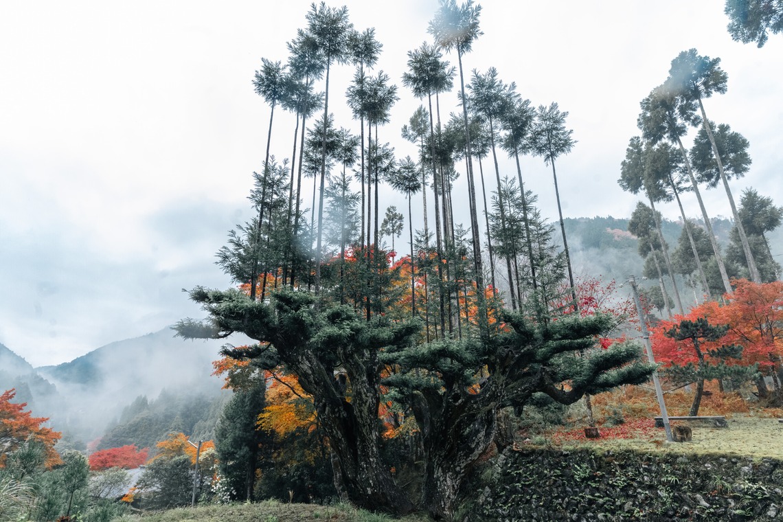 鈴木香那枝が撮影した「京都府中川町の取材撮影」の写真