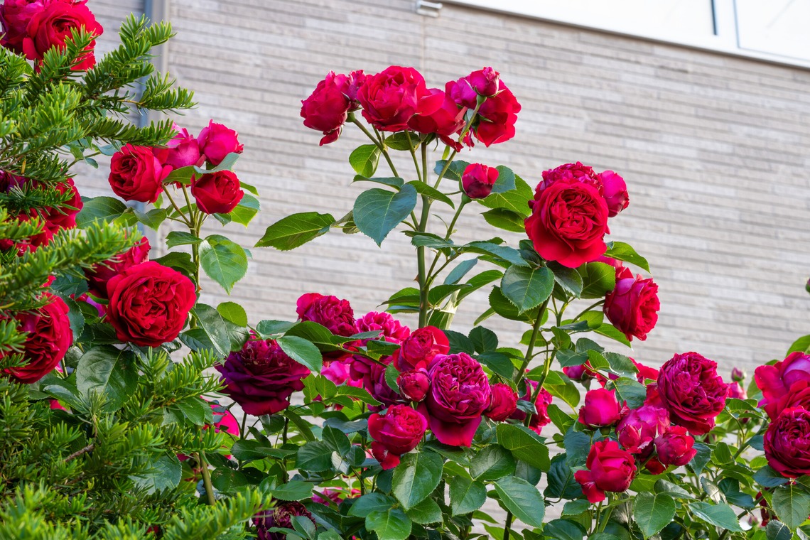 オフィス 芦野が撮影した「番外編（自宅）」の写真