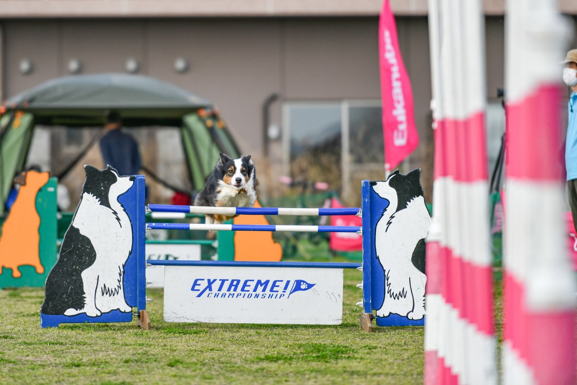 スタジオファンタスが撮影した写真のアルバム「ドッグスポーツエクストリーム」