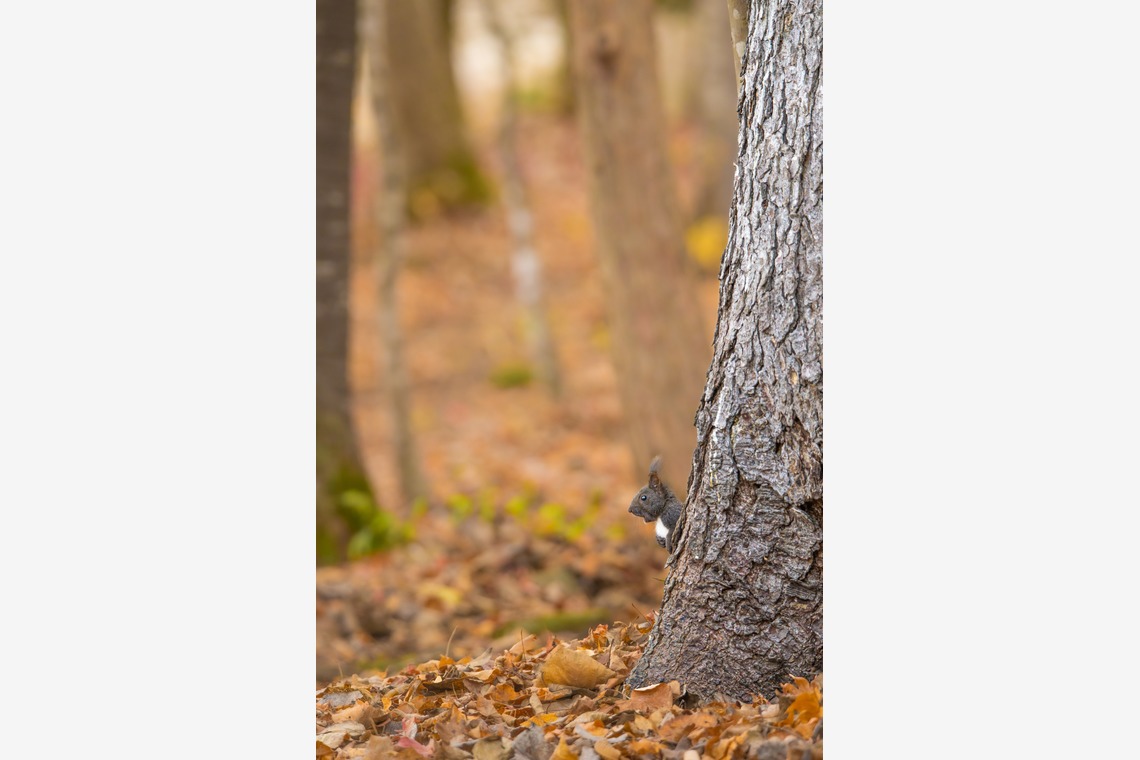 山口奈緒が撮影した「プライベートでの撮影（野生動物）」の写真