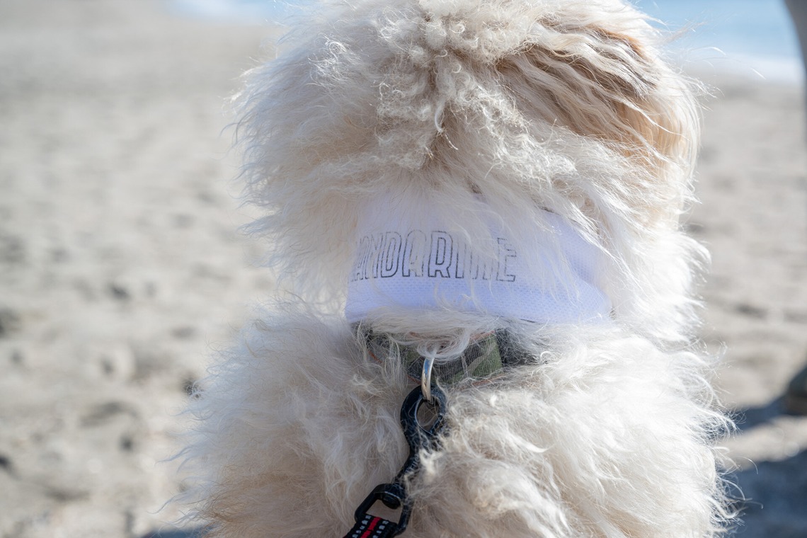 吉田佳央が撮影した「DOG SHOOTING」の写真