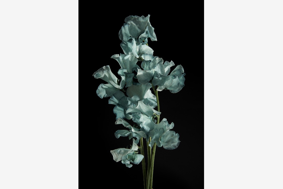 Nishizawa Yamatoが撮影した「Still Life」の写真