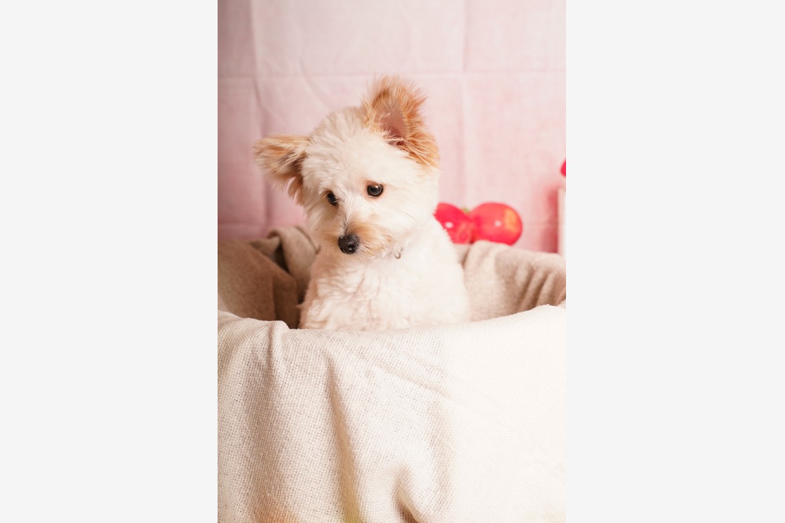 スタジオ　まるが撮影した「ペット撮影」の写真