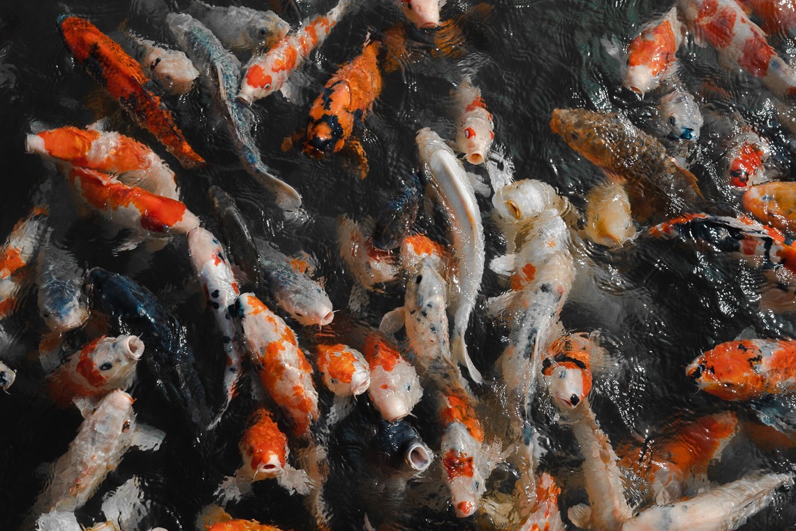 三谷 朋也が撮影した「日本の風景」の写真