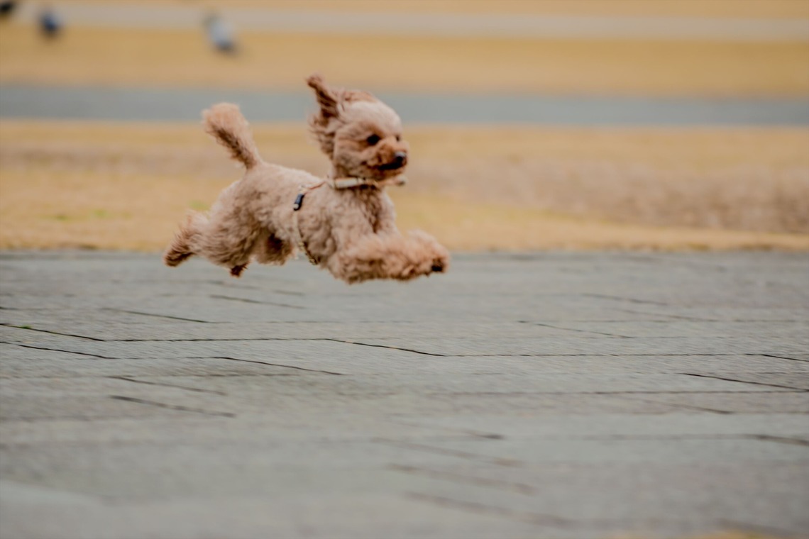 来田 篤典が撮影した写真のアルバム「ペット」