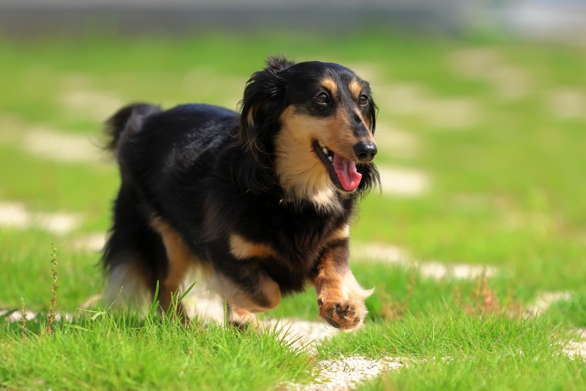 菊原浩司が撮影した写真のアルバム「ドッグラン撮影会」