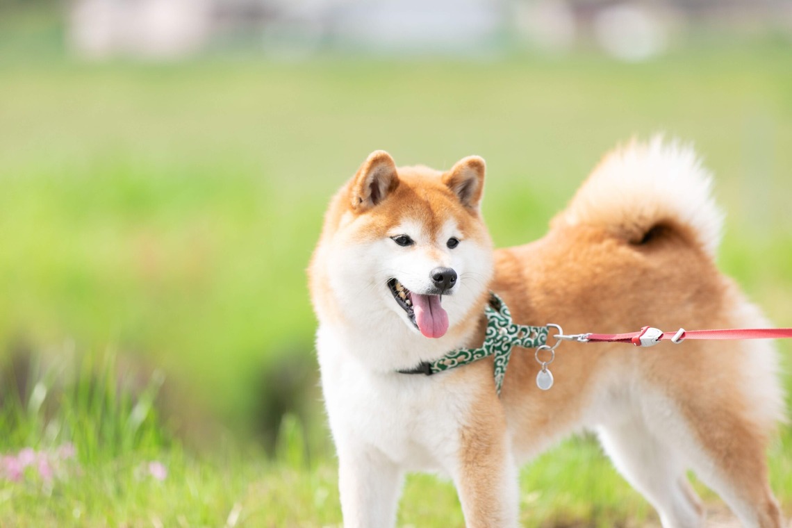 インスタントソイ合同会社　井上泰徳が撮影した写真のアルバム「ワンちゃん撮影」