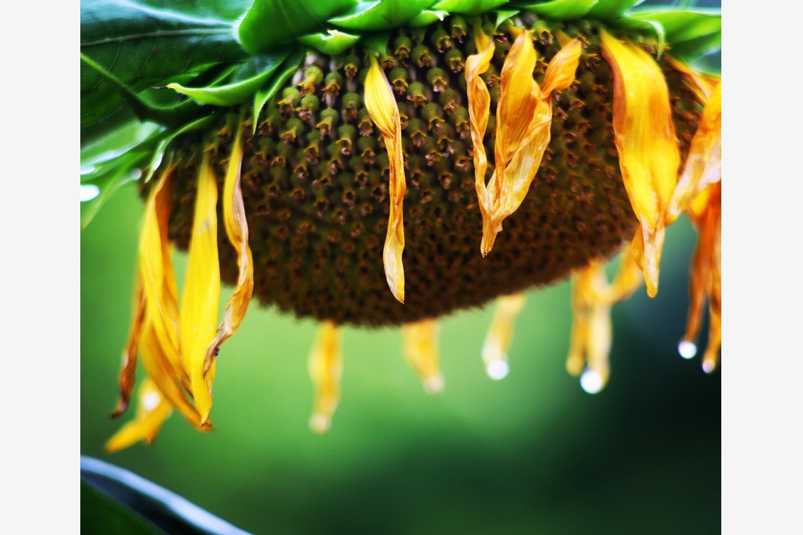 舞が撮影した写真のアルバム「自然」