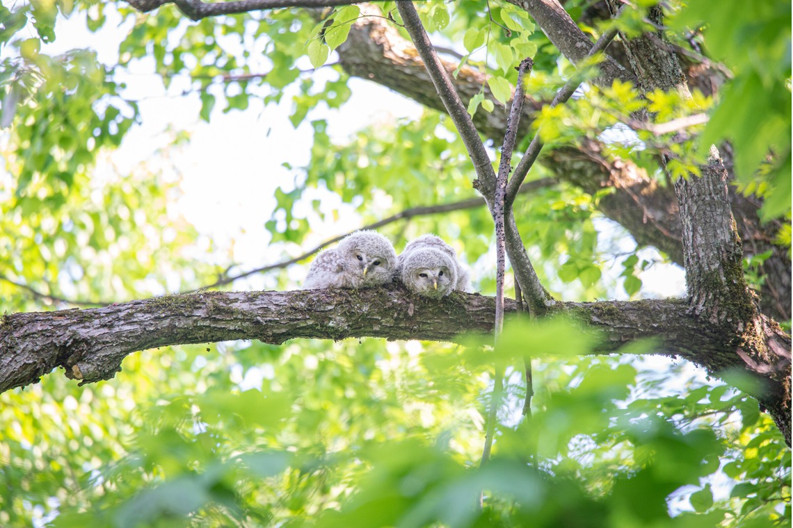 山口奈緒が撮影した「プライベートでの撮影（野生動物）」の写真