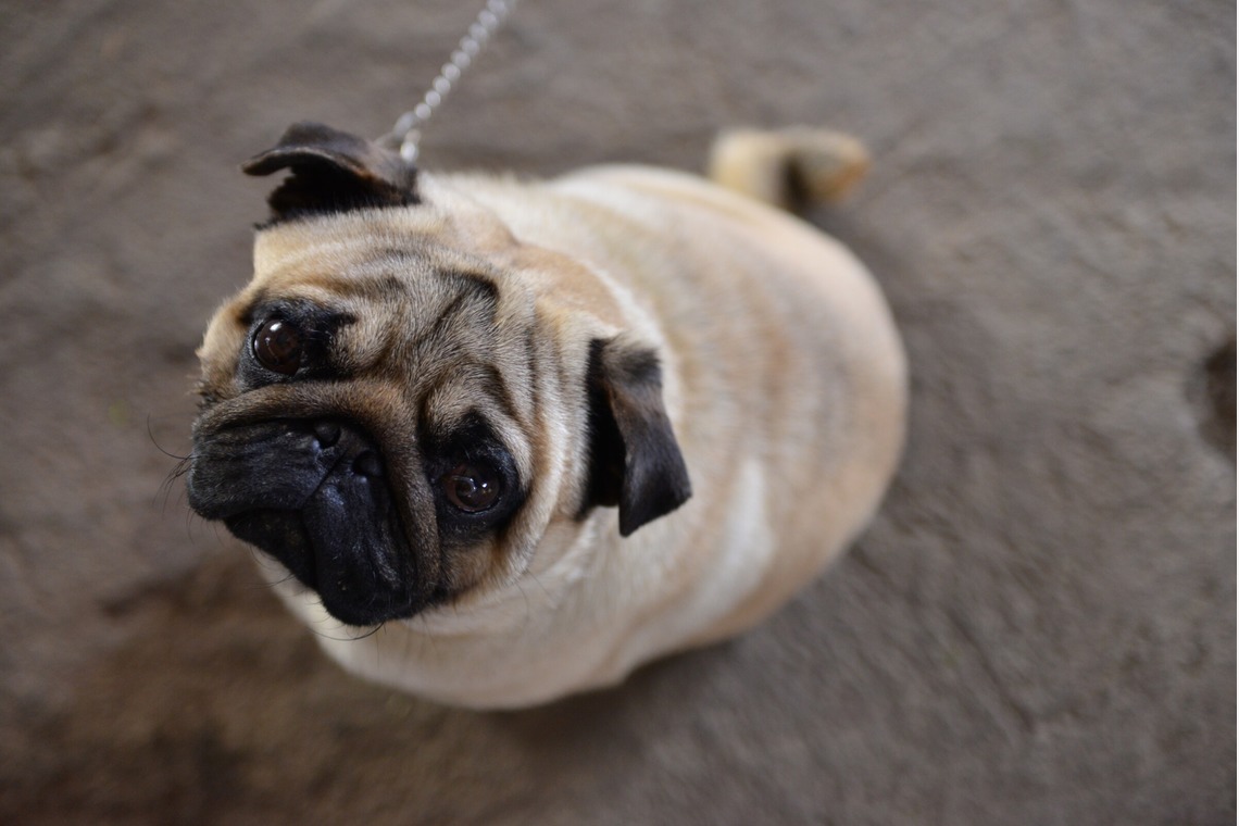 Peace-full photoが撮影した写真のアルバム「ペット撮影」