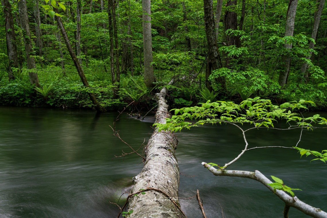 Shintaro Tsushimaが撮影した写真のアルバム「風景」