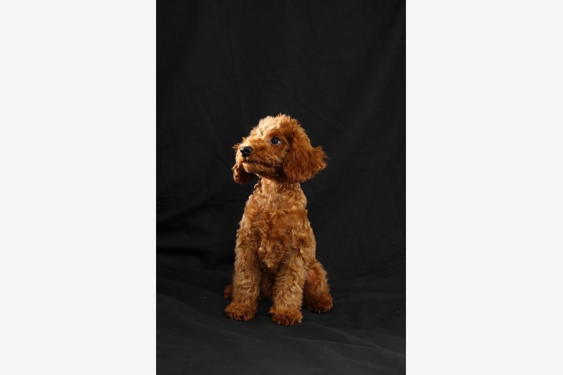 管野　利が撮影した写真のアルバム「ワンちゃん」