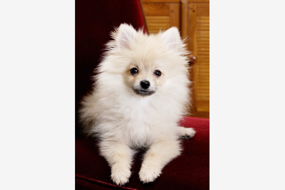 森安　照が撮影した「ペット撮影（犬・猫）」の写真