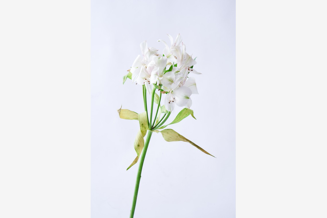 blankが撮影した「商品撮影」の写真