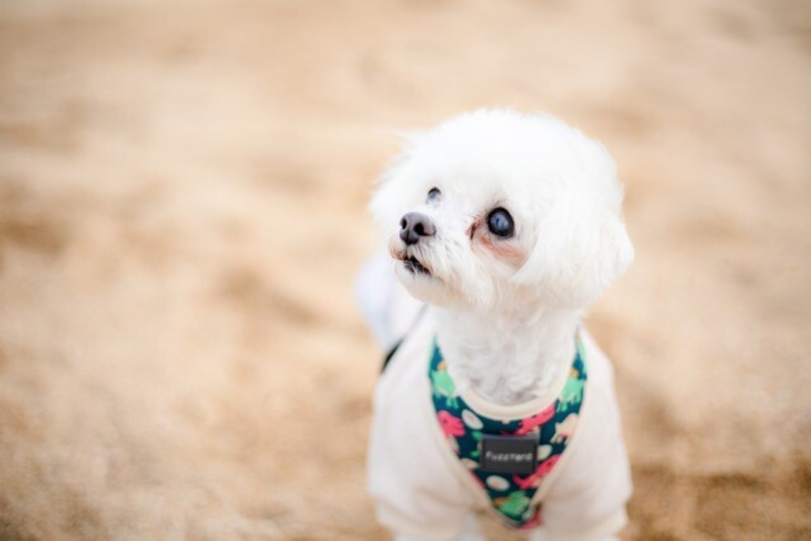 あかすたが撮影した写真のアルバム「ペット撮影」