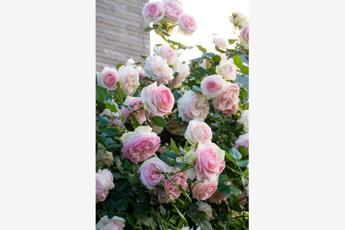 オフィス 芦野が撮影した「番外編（自宅）」の写真