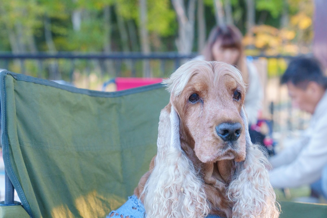 牧野 政宏が撮影した「ペット撮影」の写真