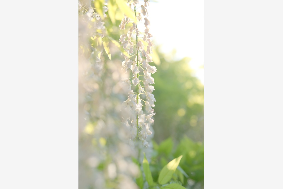 KotobukiPhotosが撮影した「花・植物」の写真