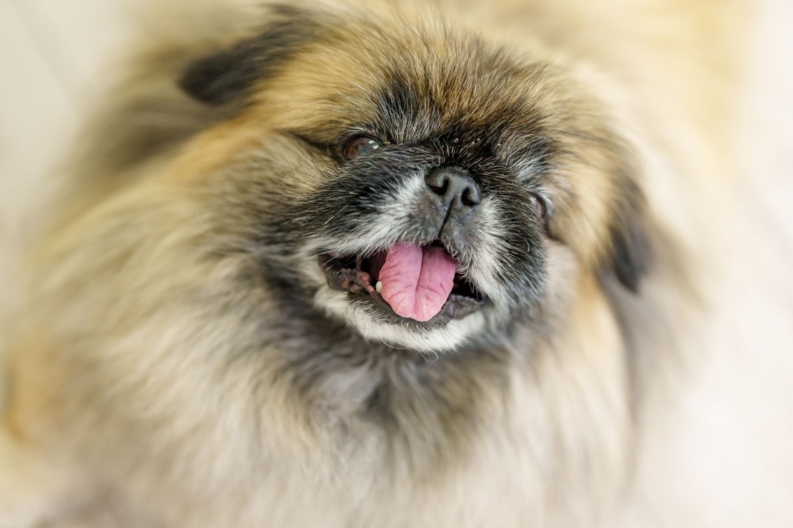 クリエイティブツリーが撮影した「ペット撮影」の写真