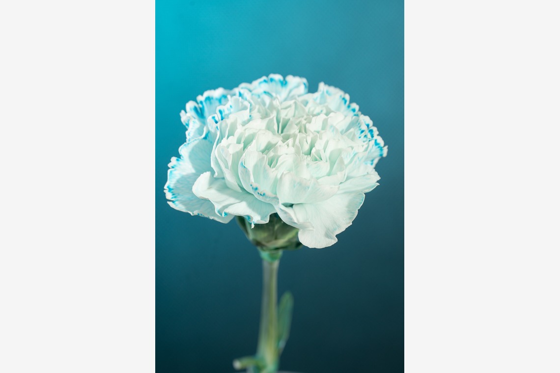 SmileMemoriesPhotoStudioが撮影した「小物・花撮影」の写真