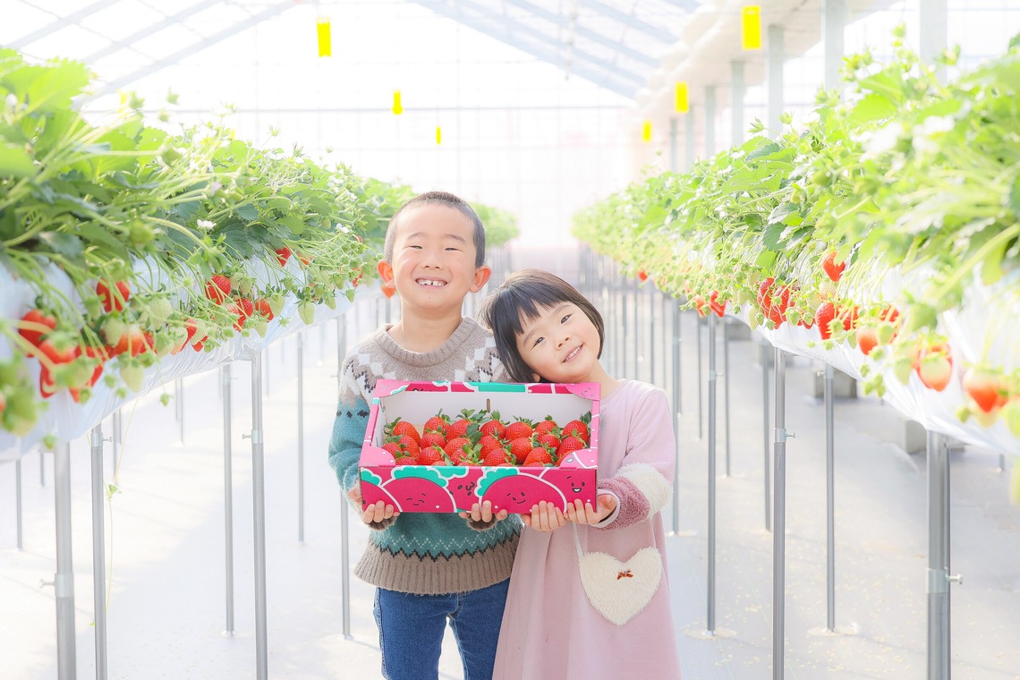 株式会社Neo-Smile 「locationbreeze」高橋 徹が撮影した「かがやきいちご園様（広告撮影）」の写真