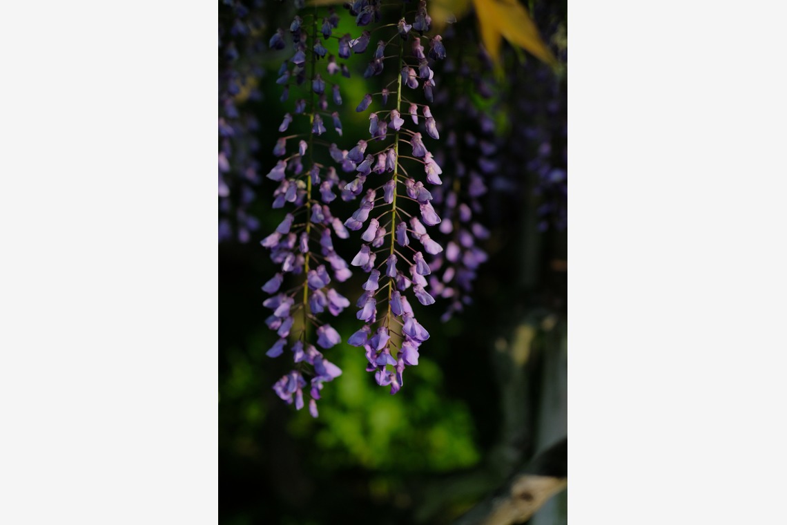 KotobukiPhotosが撮影した「花・植物」の写真
