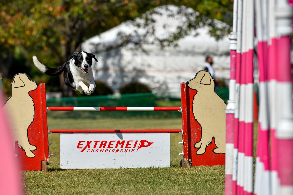 スタジオファンタスが撮影した「ドッグスポーツエクストリーム」の写真