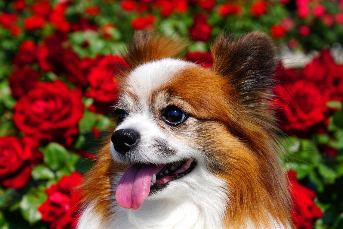 河野慈圓が撮影した「ペット撮影」の写真