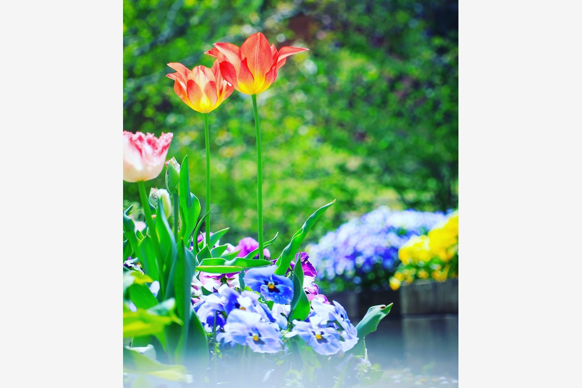 今井広樹/スタジオプランタン/日本写真家協会 会員が撮影した写真のアルバム「フラワー」