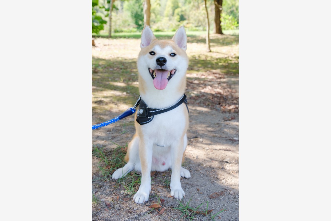 Album of the Engagement Photography taken by 高夏写真店 - couple photo shoot