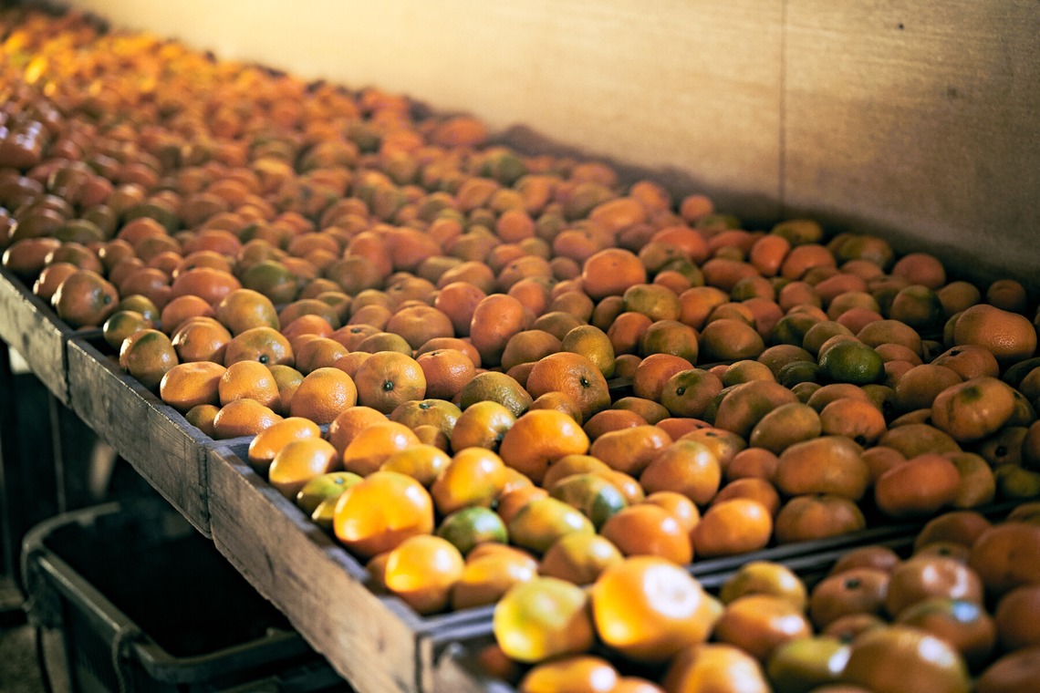 大橋裕紀が撮影した「みかん農園様の商品撮影とスナップ」の写真