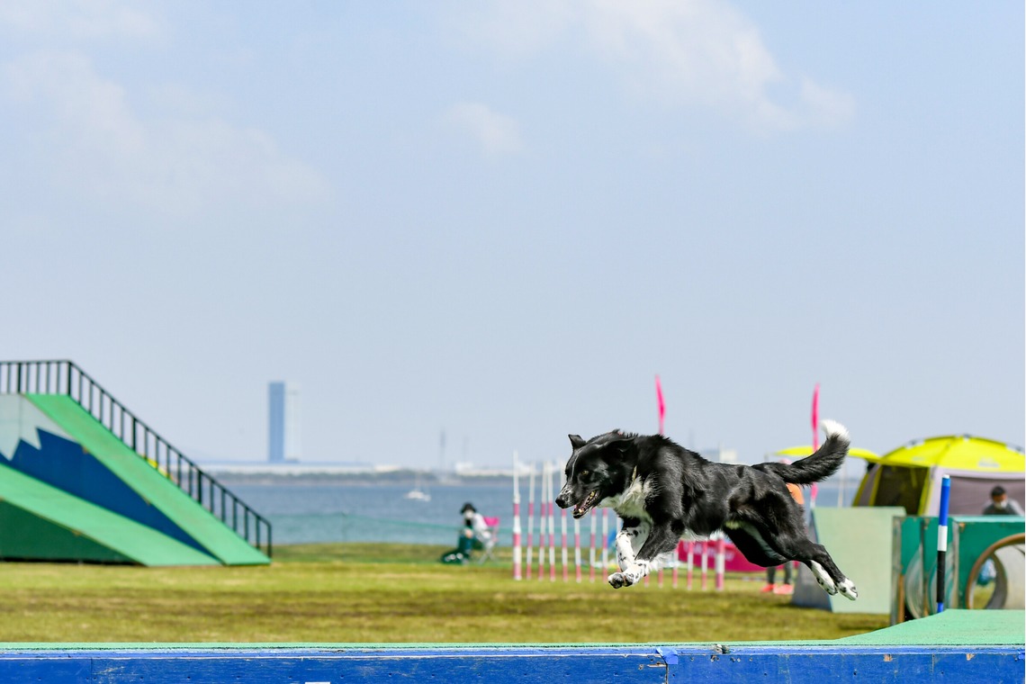 スタジオファンタスが撮影した「ドッグスポーツエクストリーム」の写真