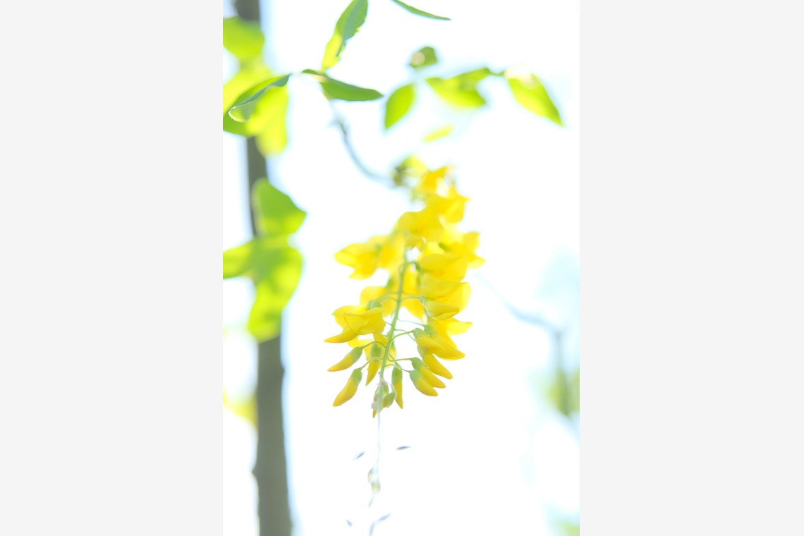 KotobukiPhotosが撮影した「花・植物」の写真