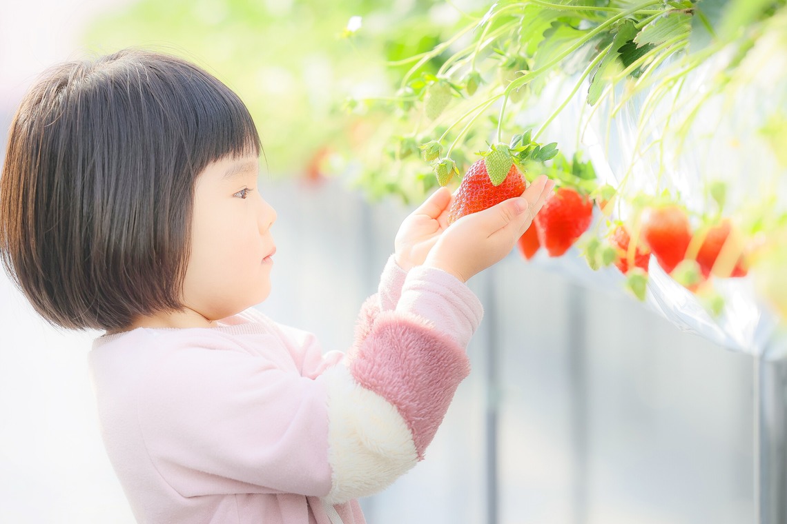 株式会社Neo-Smile 「locationbreeze」高橋 徹が撮影した写真のアルバム「かがやきいちご園様（広告撮影）」