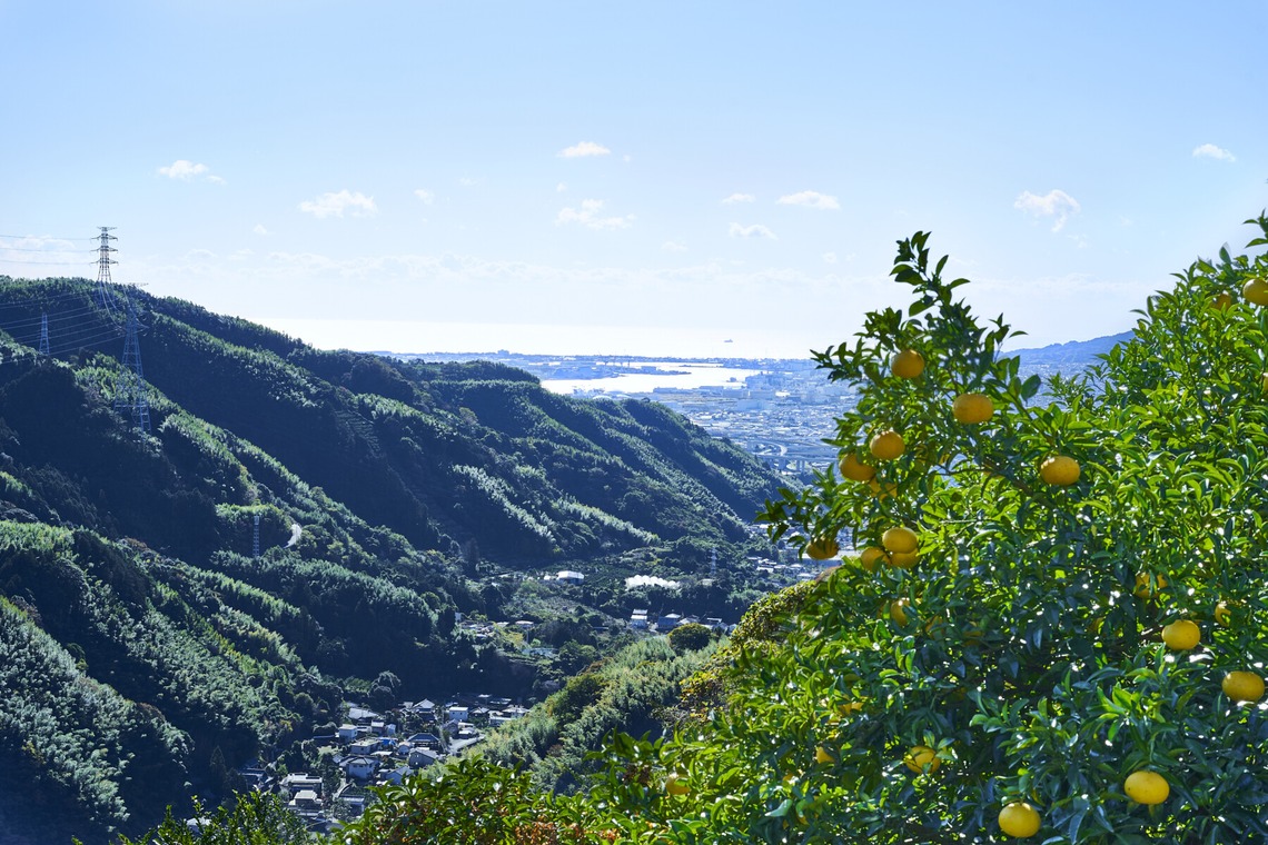 大橋裕紀が撮影した「みかん農園様の商品撮影とスナップ」の写真