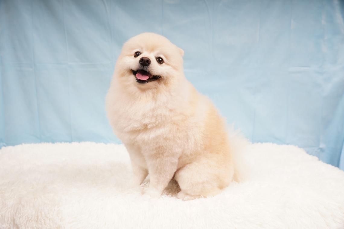 スタジオ　まるが撮影した「ペット撮影」の写真